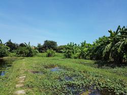 ขายที่ดิน 7ไร่เศษ ซอยเพชรเกษม 48 ภาษีเจริญ กทม ใกล้สถานีรถไฟฟ้าสีน้ำเงิน 5นาที ใกล้ the mall บางแคเหมาะทำบ้านจัดสรร คอนโด 