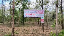 ขายที่ดินพร้อมสวนป่าสัก 8-2-21 ไร่ (5แปลงติดกัน) หน้ากว้าง 128 เมตร ลึก 106 เมตร ติดทางสาธารณะประโยชน์ 3 ด้าน ต้นสักปลูกมาแล้ว 10 ปี