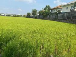 ขายที่ดิน อำเภอเมืองปทุมธานี จังหวัดปทุมธานี เนื้อที่ 4 ไร่ 2 งาน
