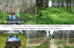 ขายสวนยางพารา 2 แปลง 25 ไร่ และ 21 ไร่ โฉนด น.ส. ๔ จ. ต.บางหมาก อ.กันตัง จ.ตรัง ราคาไร่ละ 550,000 บาท ใกล้บริษัทศรีตรังโกลฟส์ อบต.บางหมาก และสนามบินตรัง ราคา 25.6 ล้านบาท เจ้าของขายเอง 