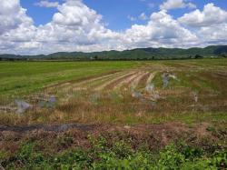 ขายที่ดิน อำเภอเวียงชัย จังหวัดเชียงราย ที่นา น้ำอุดมสมบูรณ์ มีประปา