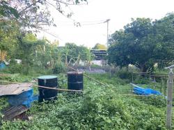 ขายที่ดิน 239ตรว. 1.6ลบ. ถนน น้ำ ไฟฟ้า ใกล้ รร.แม่ออนวิทยาลัย ต.ร้องวัวแดง อ.สันกำแพง เชียงใหม่