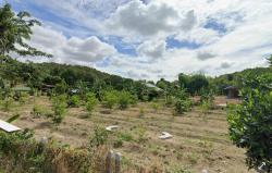 ประกาศขายที่ดินจำนวน 6 แปลงติดกัน ตำบลเขาทราย อำเภอทับคล้อ จังหวัดพิจิตร 