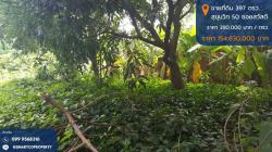 ขายที่ดิน สุขุมวิท 50 ซอยสวัสดี เนื้อที่ 3 งาน 97 ตรว. ถมแล้ว พื้นที่สีส้ม บรรยากาศดี เหมาะสร้างบ้านหรู ซื้อลงทุน โทร 0999568316