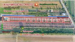 ที่ดินสวนเกษตร ปลายนาร่วมฤดี คลอง11 หนองเสือ สด ผ่อน- T.062-1574449