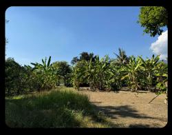 ขายที่ดิน 40.8 ตรวในคูเมือง 6 ล้าน