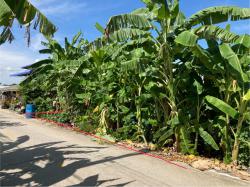 ขายที่ดินเปล่า 3 แปลงติดกัน ทำเลดี เหมาะทำเป็นที่พักอาศัย ซอยเป็นถนนคอนกรีตกว้าง รถเข้าออกได้สะดวก