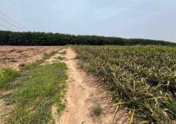 ขายที่ดินเขาคันทรงศรีราชาชลบุรี เนื้อที่ 64ไร่ 1 งาน 3 ตรวผังม่วงลายที่ดินหน้ากว้างติดถนน 386ม. 