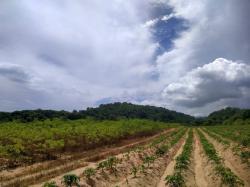 ขายที่ดินสวยชลบุรี ผังสีเหลืองeec เนื้อที่ 31ไร่ 2 งาน 45 ตรวห่างจากท่าเรือแหลมฉบัง 26 กม.