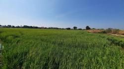 ที่ดิน 10 ไร่ ลพบุรี ต.บางขันหมาก อ.เมือง ใกล้สถานีรถไฟความเร็วสูง