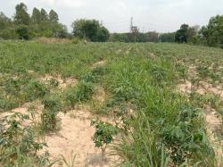 vายที่ดินผังสีม่วงระยอง vายที่ดินผังสีม่วงระยอง vายที่ดินผังสีม่วงระยอง