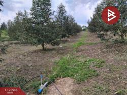 ขายที่ดินพร้อมสวนผลไม้ผสม เนื้อที่ 18 ไร่ 1 งาน 40.0 ตารางวา  อ.โป่งน้ำร้อน จันทบุรี