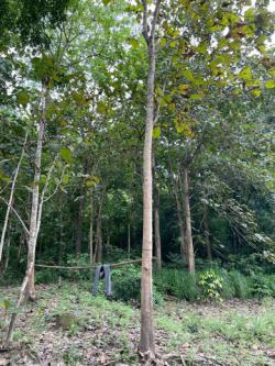 LV53307 ขาย ที่ดินติดภูเขาเป็นเนินสวยเหมาะทำ poolvilla หรือร้านกาแฟ ใกล้สวนสัตว์เปิดเขาเขียว