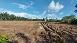 ขายที่ดิน 5ไร่ - 10ไร่ ทำเลดี มีน้ำมีไฟ อยู่ในชุมชน อยู่ใกล้ตัวเมืองชานุมาน ใกล้แม่น้ำโขง