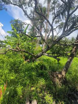  โอกาสทองสำหรับคนมองหาที่ดินทำเลดี ราคาถูกกว่าประเมิน! ที่ดินเปล่า บ้านแพ้ว – สมุทรสาคร 