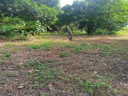 ขายที่ดินสุรศักดิ์ ศรีราชา 200 ตร.วา ใกล้แหล่งชุมชน ติดถนน TP-L1866