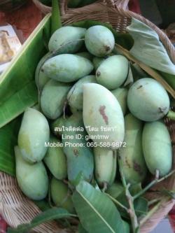 sale พื้นที่ดิน ขายที่ดินสวนผลไม้หลากหลายชนิด อ.เมืองนครปฐม 3-3-90 ไร่ (1,590 ตร.ว.) โอกาสเดียว