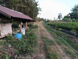 รีบหาที่ทางทำเกษตรพอเพียง  ที่ติดแม่น้ำโขง ต.กุดบง อ.โพนพิสัย จ.หนองคาย  หลังติดแม่น้ำโขง ไร่ละ 2ล้านบาท โทร 096-882-1857