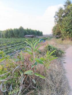 สรรหาทรัพย์ดีเพื่อคนไทย ที่ติดแม่น้ำโขง ต.กุดบง อ.โพนพิสัย จ.หนองคาย  หลังติดแม่น้ำโขง ไร่ละ 2ล้านบาท โทร 096-882-1857