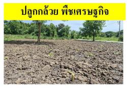 ขายที่ดินเปล่าแปลงมุม ถมแล้ว ซอยเทคโนโลยีแหลมทอง   ทำเลศักยภาพ อำเภอเมืองปทุมธานี